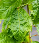 Roter Schlangenhautahorn - Acer capillipes