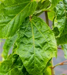 Roter Schlangenhautahorn - Acer capillipes