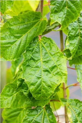 Roter Schlangenhautahorn - Acer capillipes