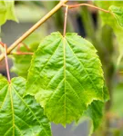 Roter Schlangenhautahorn - Acer capillipes