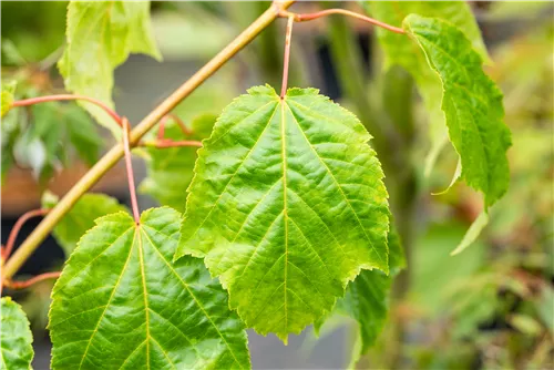 Roter Schlangenhautahorn - Acer capillipes