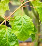 Roter Schlangenhautahorn - Acer capillipes