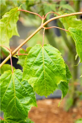 Roter Schlangenhautahorn - Acer capillipes