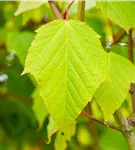 Roter Schlangenhautahorn - Acer capillipes