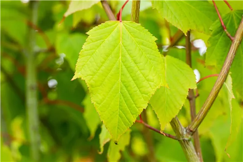 Roter Schlangenhautahorn - Acer capillipes