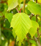 Roter Schlangenhautahorn - Acer capillipes