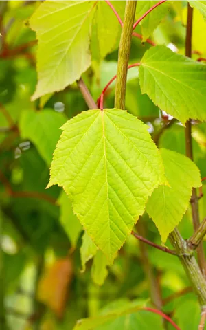 Acer capillipes