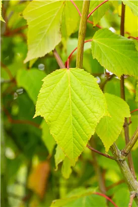 Roter Schlangenhautahorn - Acer capillipes