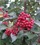 Mehlbeere - Sorbus aria