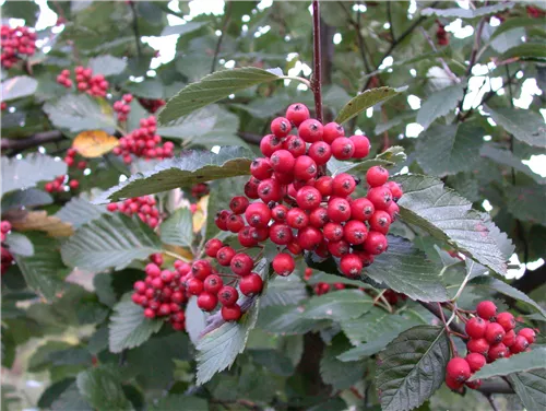 Mehlbeere - Sorbus aria