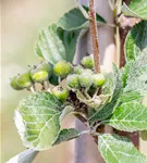 Mehlbeere - Sorbus aria