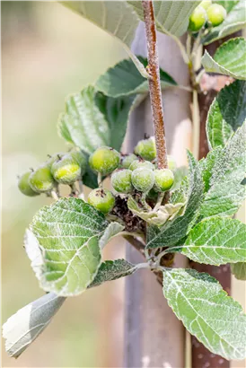 Mehlbeere - Sorbus aria