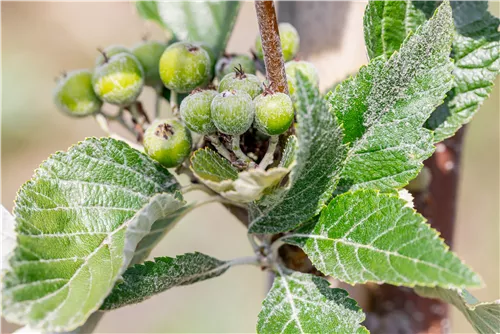 Mehlbeere - Sorbus aria