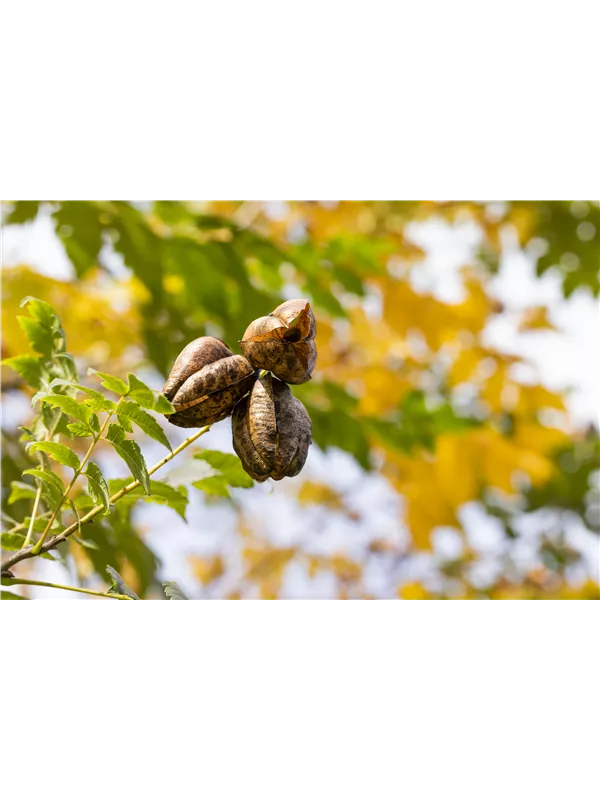 Säulen-Blasenbaum 'Fastigiata' - Koelreuteria paniculata 'Fastigiata'