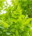 Säulen-Blasenbaum 'Fastigiata' - Koelreuteria paniculata 'Fastigiata'