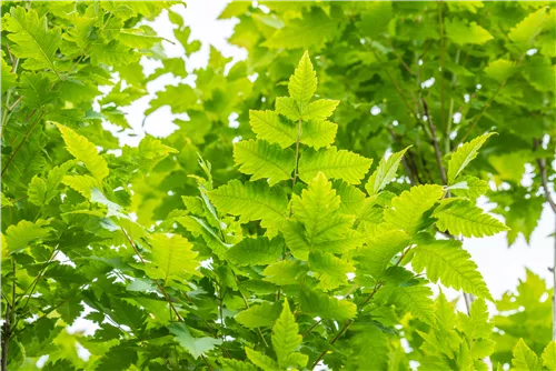 Säulen-Blasenbaum 'Fastigiata' - Koelreuteria paniculata 'Fastigiata'