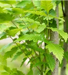 Säulen-Blasenbaum 'Fastigiata' - Koelreuteria paniculata 'Fastigiata'