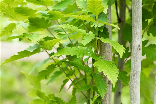 Säulen-Blasenbaum 'Fastigiata' - Koelreuteria paniculata 'Fastigiata'