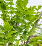 Säulen-Blasenbaum 'Fastigiata' - Koelreuteria paniculata 'Fastigiata'