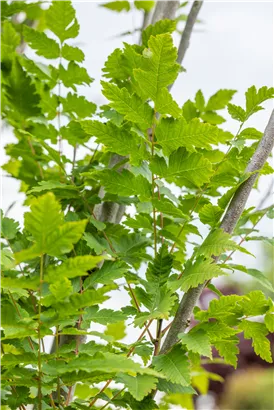 Säulen-Blasenbaum 'Fastigiata' - Koelreuteria paniculata 'Fastigiata'