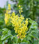 Säulen-Blasenbaum 'Fastigiata' - Koelreuteria paniculata 'Fastigiata'