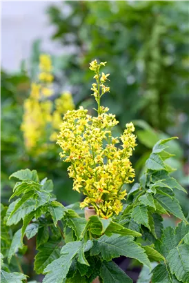 Säulen-Blasenbaum 'Fastigiata' - Koelreuteria paniculata 'Fastigiata'