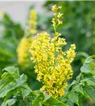 Säulen-Blasenbaum 'Fastigiata' - Koelreuteria paniculata 'Fastigiata'