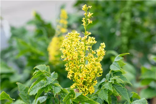 Säulen-Blasenbaum 'Fastigiata' - Koelreuteria paniculata 'Fastigiata'