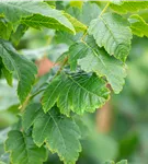 Säulen-Blasenbaum 'Fastigiata' - Koelreuteria paniculata 'Fastigiata'