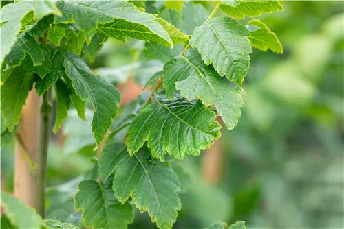 Säulen-Blasenbaum 'Fastigiata' - Koelreuteria paniculata 'Fastigiata'