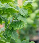 Säulen-Blasenbaum 'Fastigiata' - Koelreuteria paniculata 'Fastigiata'