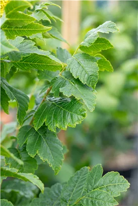 Säulen-Blasenbaum 'Fastigiata' - Koelreuteria paniculata 'Fastigiata'