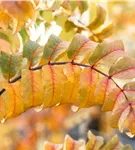 Pyramiden-Eberesche - Sorbus aucuparia 'Fastigiata'