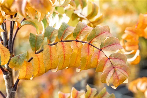 Pyramiden-Eberesche - Sorbus aucuparia 'Fastigiata'