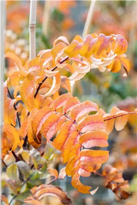 Pyramiden-Eberesche - Sorbus aucuparia 'Fastigiata'