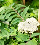 Pyramiden-Eberesche - Sorbus aucuparia 'Fastigiata'