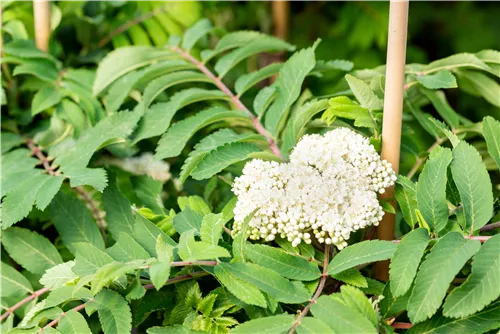 Pyramiden-Eberesche - Sorbus aucuparia 'Fastigiata'