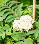 Pyramiden-Eberesche - Sorbus aucuparia 'Fastigiata'