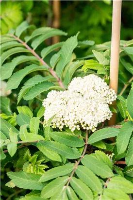 Pyramiden-Eberesche - Sorbus aucuparia 'Fastigiata'