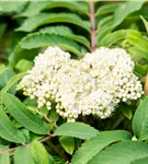 Pyramiden-Eberesche - Sorbus aucuparia 'Fastigiata'