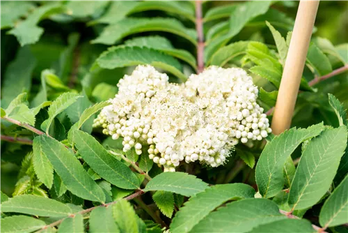 Pyramiden-Eberesche - Sorbus aucuparia 'Fastigiata'