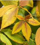 Gelbe Pavie 'Vestita' - Aesculus flava 'Vestita'