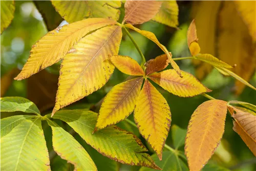 Gelbe Pavie 'Vestita' - Aesculus flava 'Vestita'