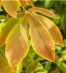 Gelbe Pavie 'Vestita' - Aesculus flava 'Vestita'