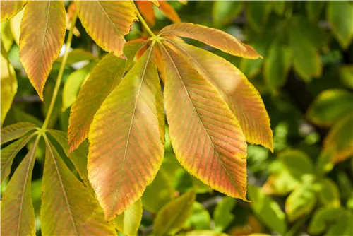 Gelbe Pavie 'Vestita' - Aesculus flava 'Vestita'