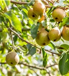 Birne 'Bonne Louise' - Pyrus com. 'Bonne Louise'