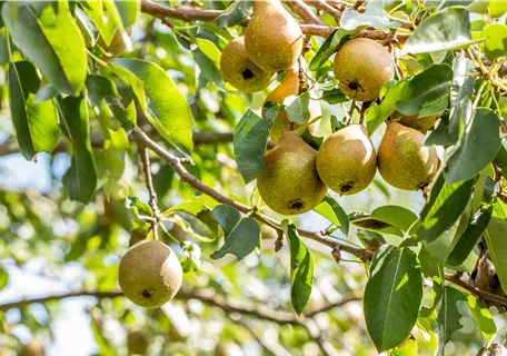 Pyrus com. 'Bonne Louise' - Birne 'Bonne Louise'