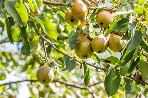 Birne 'Bonne Louise' - Pyrus com. 'Bonne Louise'