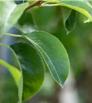 Birne 'Bonne Louise' - Pyrus com. 'Bonne Louise'