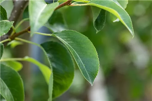 Birne 'Bonne Louise' - Pyrus com. 'Bonne Louise'